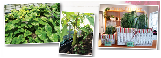 LOHAS Florist會利用盛康園的天台農莊，悉心栽種各式各樣的 無農藥蔬果